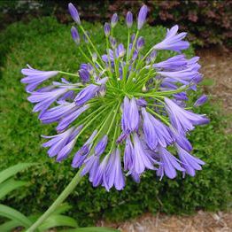 Многолетнее цветочное растение - Agapanthus africanus - AG 3 Inc - синее / фиолетовое / для клумбы