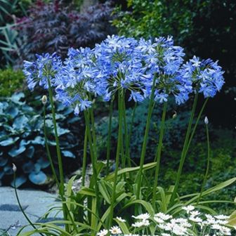 Многолетнее цветочное растение - Agapanthus 'Blue Heaven' - AG 3 Inc - синее / для клумбы / для горшков