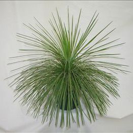 Многолетнее зеленое растение - Agave geminiflora - AG 3 Inc - для горшков / для сельской местности