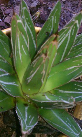 Многолетнее жирные растения - Agave victoria-reginae 'Porcupine' - AG 3 Inc - для сада / для сельской местности