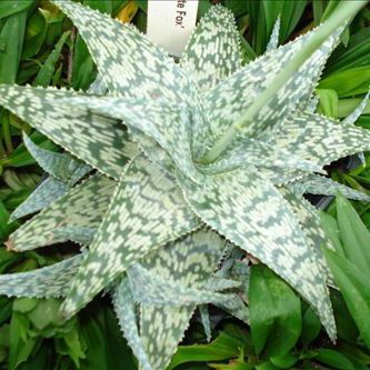 Многолетнее жирные растения - Aloe 'White Fox' - AG 3 Inc - для горшков / для сельской местности