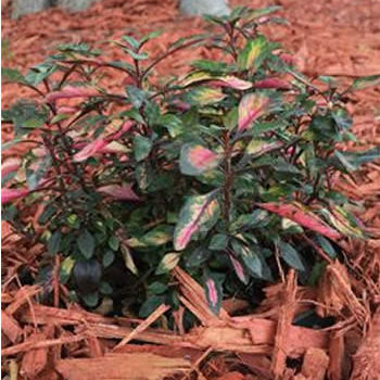 Многолетнее цветочное растение - Alternanthera 'Red Carpet - AG 3 Inc - для клумбы / для сада / для горшков