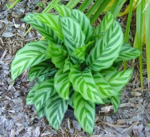Многолетнее зеленое растение - Concinna Prayer Plant - AG 3 Inc - для помещений / для сельской местности