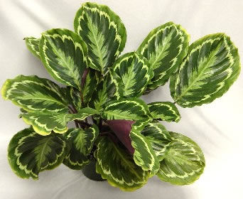 Многолетнее зеленое растение - Calathea 'Medallion' - AG 3 Inc - для помещений / для сельской местности
