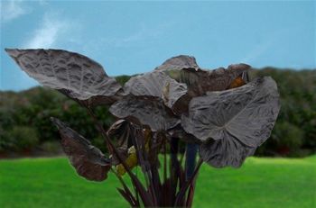 Многолетнее зеленое растение - Colocasia 'Black Goblet' PPAF* - AG 3 Inc - для горшков / для сада / для сельской местности