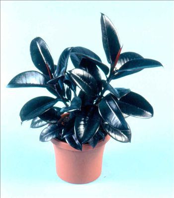 Многолетнее зеленое растение - Ficus elastica 'Burgundy' - AG 3 Inc - для помещений / для сельской местности