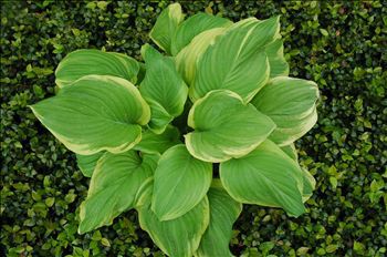 Многолетнее зеленое растение - Hosta 'Fragrant Bouquet' - AG 3 Inc - для клумбы / для сада