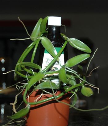 Многолетнее цветочное растение - Orchid - Vanilla planifolia - AG 3 Inc - вьющееся растение