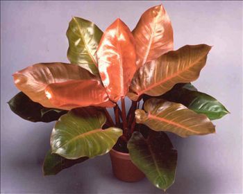 Многолетнее зеленое растение - Philodendron 'Prince of Orange' - AG 3 Inc - для горшков
