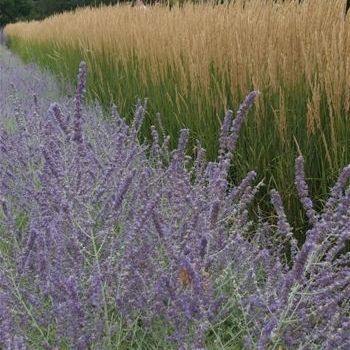 Многолетнее цветочное растение - Calamagrostis acutiflora 'Karl Foerster' - AG 3 Inc - фиолетовое / для сада / для клумбы