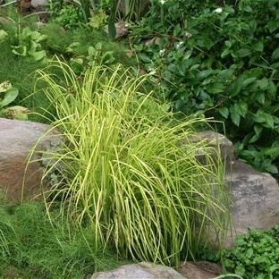 Многолетнее зеленое растение - Carex elata 'Aurea' - AG 3 Inc - для сада