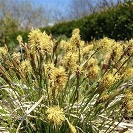 Многолетнее цветочное растение - Carex pensylvanica 'Straw Hat'  - AG 3 Inc - желтое / для сада