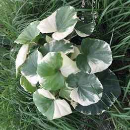 Многолетнее зеленое растение - Farfugium japonicum 'Argentea' - AG 3 Inc - для сада
