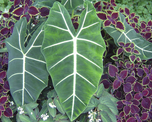 Многолетнее зеленое растение - Alocasia 'Frydek' - Agri-Starts Inc - для клумбы / для сада / для сельской местности