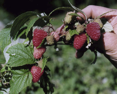 Ягодный куст - Rubus 'Caroline' - Agri-Starts Inc