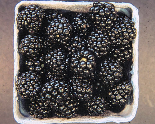 Ягодный куст - Rubus 'Arapaho' - Agri-Starts Inc