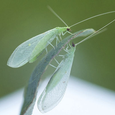 Златоглазка против тли - Chrysoperla rufilabris - Beneficial Insectary Inc - личинка / взрослая / яйцо