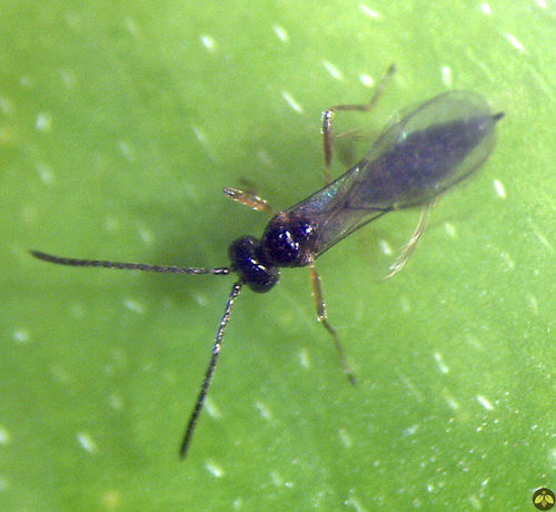 Оса против тли - APHIDIUSforce™ - Beneficial Insectary Inc