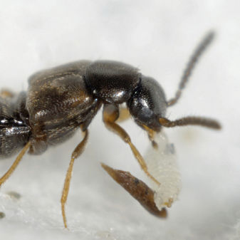 Жесткокрылые против мух - DALOTIAforce™ - Beneficial Insectary Inc - против трипсов