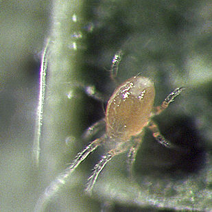 Клещ против пылевых клещей - FALLACISforce™ - Beneficial Insectary Inc - взрослый