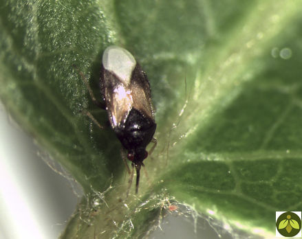 Клоп против трипсов - ORIUSforce™ - Beneficial Insectary Inc - против пылевых клещей / против тли / яйцо