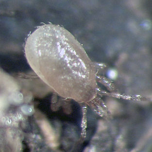 Клещ против мух - STRATIOforce™ - Beneficial Insectary Inc - против трипсов / личинка / взрослый