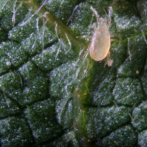 Клещ против пылевых клещей - Californiline - Bioline Agrosciences Inc/Bioline Canada Inc - другое / взрослый