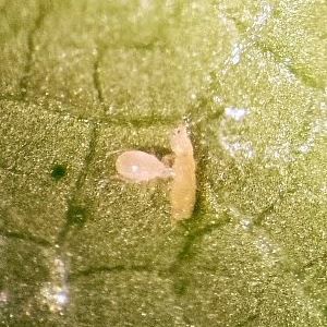 Клещ против трипсов - Montyline - Bioline Agrosciences Inc/Bioline Canada Inc - против пылевых клещей / против белокрылок / другое