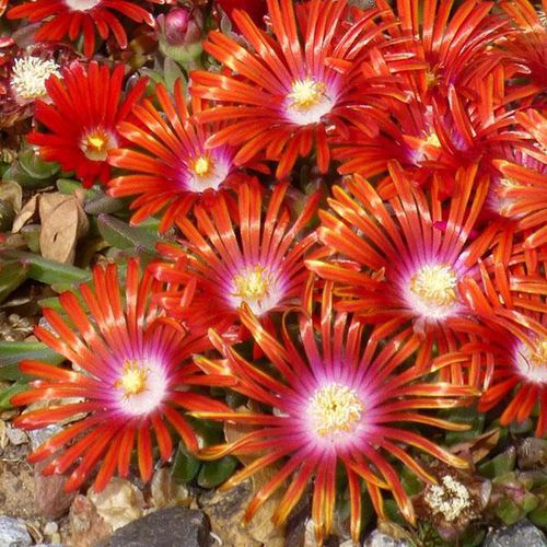 Годовое цветочное растение - Delosperma Mountain Flame® - Darwin Perennials - красное / для сада / для сельской местности