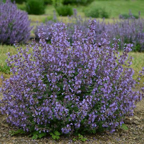 Многолетнее цветочное растение - Nepeta faassenii - Darwin Perennials - фиолетовое / синее / для сада