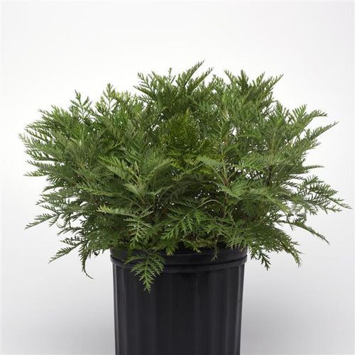 Многолетнее цветочное растение - Artemisia SunFern™ Arcadia - Darwin Perennials - зеленое / для горшков / для сада