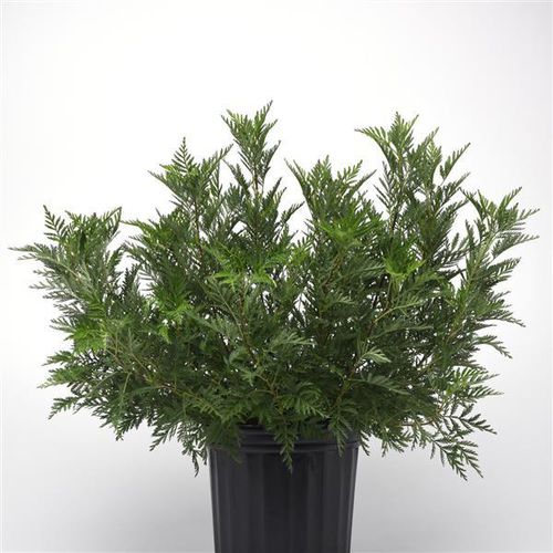 Многолетнее цветочное растение - Artemisia  SunFern™ Olympia - Darwin Perennials - зеленое / для горшков / для сада