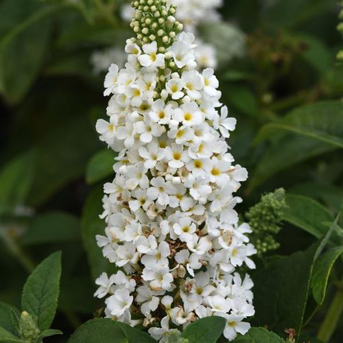 Многолетнее цветочное растение - Buddleia  Chrysalis™  - Darwin Perennials - белое / для сада / для привлечения бабочек