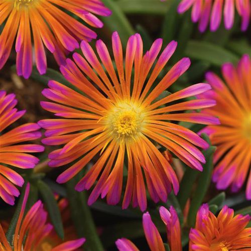 Многолетнее цветочное растение - Delosperma Ocean Sunset™  - Darwin Perennials - оранжевое / для сада / для горшков