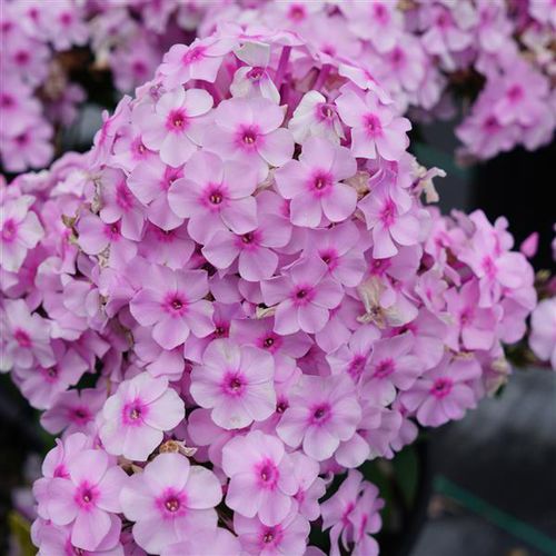 Многолетнее цветочное растение - Phlox paniculata Ka-Pow®  - Darwin Perennials - розовое / для сада / для горшков