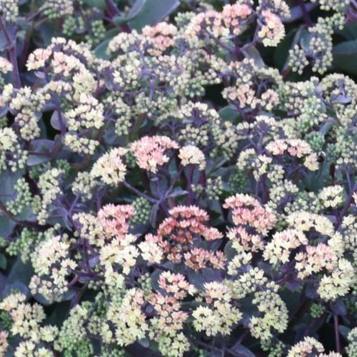 Многолетнее цветочное растение - Sedum Night Light - Darwin Perennials - фиолетовое / желтое / зеленое