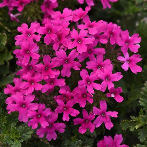 Многолетнее цветочное растение - Verbena Homestead - Darwin Perennials - розовое / для сада / для привлечения бабочек