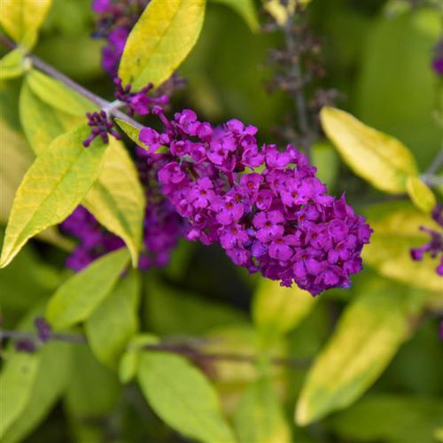 Многолетнее цветочное растение - Buddleia Gold Drop - Darwin Perennials - фиолетовое / для сада / для привлечения бабочек