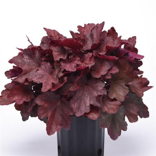 Многолетнее цветочное растение - Heuchera  Burgundy Blast - Darwin Perennials - красное / для горшков / гибридное