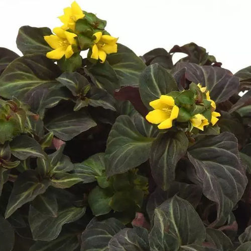 Многолетнее цветочное растение - Lysimachia alfredii Night Light - Darwin Perennials - желтое / для горшков