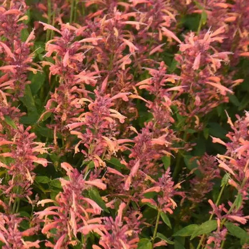 Многолетнее цветочное растение - Agastache Guava Lava - Darwin Perennials - оранжевое / для сада / для привлечения бабочек