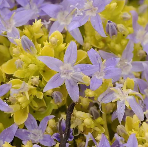 Многолетнее цветочное растение - Campanula garganica Dickson's Gold - Darwin Perennials - синее / для среза / для сада