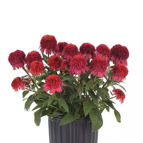 Многолетнее цветочное растение - Echinacea  Double Scoop™ Raspberry Deluxe - Darwin Perennials - красное / для горшков / для сада