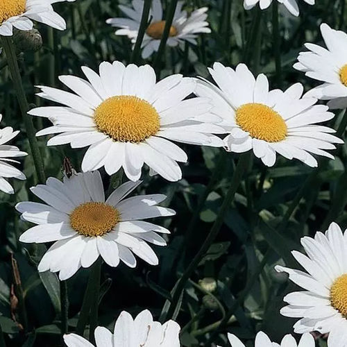 Многолетнее цветочное растение - Leucanthemum Becky - Darwin Perennials - белое / для сада / для привлечения бабочек