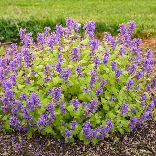 Многолетнее цветочное растение - Nepeta Chartreuse on the Loose - Darwin Perennials - синее / для сада / для привлечения бабочек