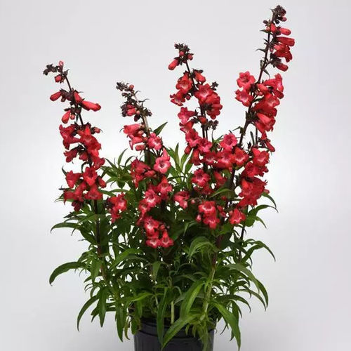 Многолетнее цветочное растение - Penstemon Cherry Sparks - Darwin Perennials - красное / для горшков