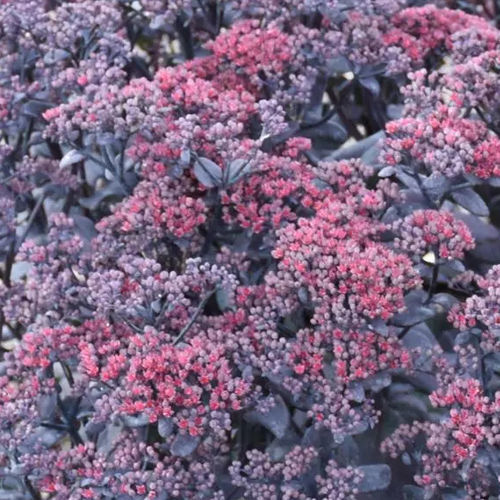 Многолетнее цветочное растение - Sedum telephium After Dark - Darwin Perennials - фиолетовое / красное / черное