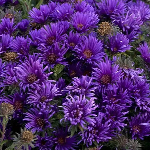 Многолетнее цветочное растение - Aster novae-angliae Grape Crush - Darwin Perennials - фиолетовое / для сада / для привлечения бабочек