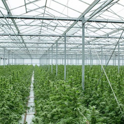 Теплица венло - De Cloet Greenhouse Manufacturing Ltd - орнаментальная / из стекла / постоянная
