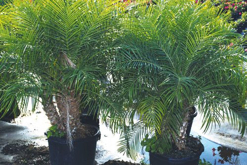 Многолетнее зеленое растение - Roebellenii Palm - K&M Nursery - для сада